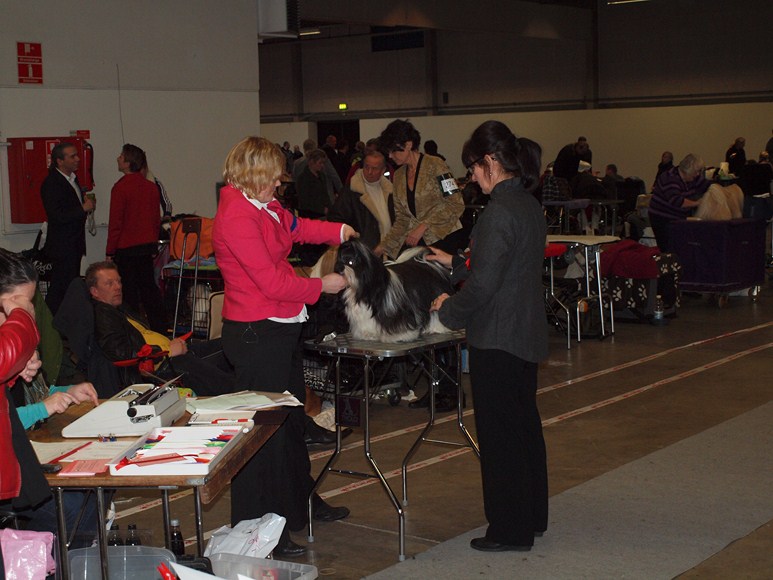 Shih Tzu Danmark